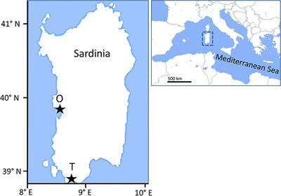 Outcomes of feeding activity of the sea cucumber Holothuria tubulosa on quantity, biochemical composition, and nutritional quality of sedimentary organic matter